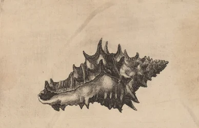 Shell Vasum ceramicum, c. 1645.