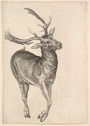 Szarvasbika, 1625-77.