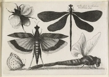 Pillangókészlet, egy a tizenkettőből, 1646