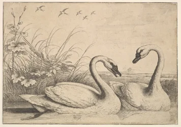 Két hattyú, 1654-58.