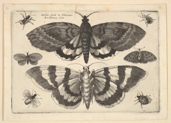 Két lepke és hat rovar, 1645.
