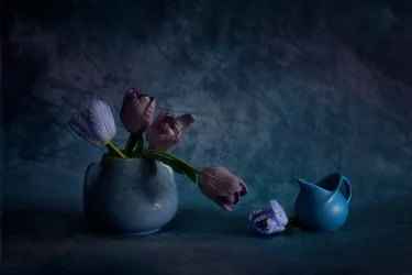 Kék hangulatú tulipánok