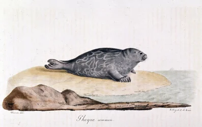 Seal Commum - Werner rajza