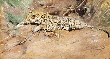 Leopárd,