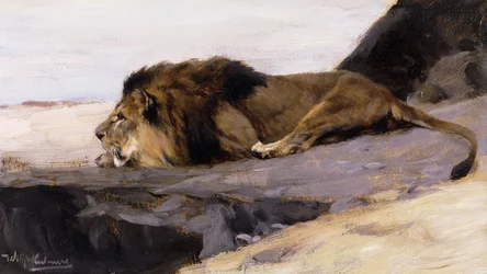 Egy pihenő oroszlán; Ruhender Lowe,