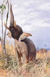 Afrikai elefánt, illusztráció a Wildlife of the World című műből, kb. 1910