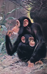 Csimpánz, illusztráció a Wildlife of the World, 1910 körül