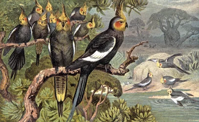 Kakadu, kb. 1910