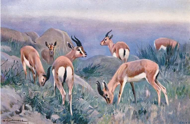 Gazelle, a Wildlife of the Worldből, a Frederick Warne & Co., 1900 körül