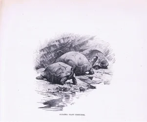 Óriás teknősök, illusztráció a Wildlife of the World, 1910 körül