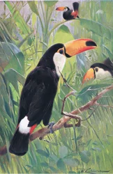 Óriás tukán, a Wildlife of the Worldből, Frederick Warne & Co., 1900 körül