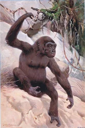 Gorilla, illusztráció: Wildlife of the World, 1910 körül