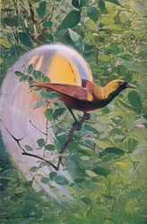 Nagy Paradicsommadár, illusztráció a világ vadvilágából, 1910 körül