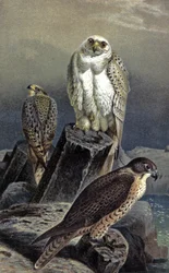 Hunting Falcon, c.1910 (illustration)
