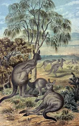 Kenguruk