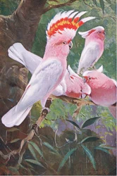 Leadbeater-kakadu, illusztráció A világ vadvilága című műből, kb. 1910