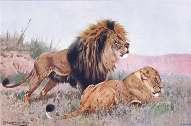 Oroszlán és oroszlánnőstény, illusztráció a Wildlife of the World című műből, 1910 körül