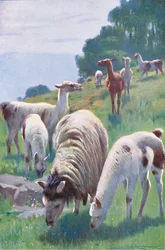 Llama, a Wildlife of the Worldből, a Frederick Warne & Co., 1900 körül