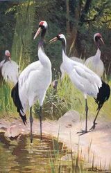 Mandzsu daru, a Frederick Warne & Co által kiadott Wildlife of the World című kiadványból, kb. 1900