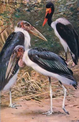 Marabou és Jabiru, illusztráció a Wildlife of the World, 1910 körül