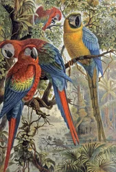 Vörös papagájok, 1910 körül (illusztráció)
