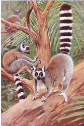 Gyűrűsfarkú maki, illusztráció a Wildlife of the World című műből, 1910 körül