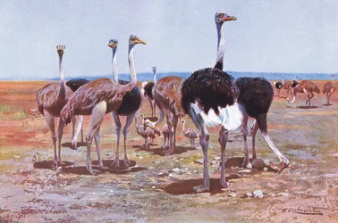 Szomáliai strucc, illusztráció a Wildlife of the World című kiadványból, 1910 körül