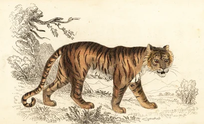 Bengáli tigris, Panthera tigris tigris.,1834 (metszet)