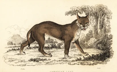 Kanadai hiúz, Lynx canadensis.,1834 (metszet)