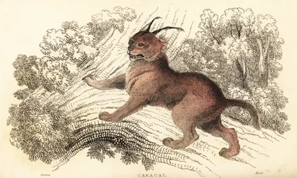 Caracal, Caracal Caracal., 1834 (metszet)