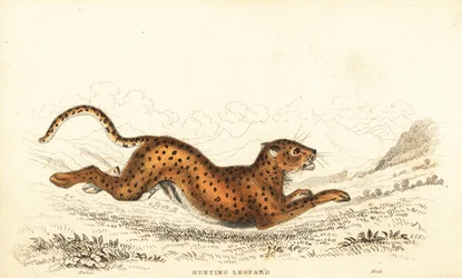 Gepárd, Acinonyx jubatus., 1834 (metszet)