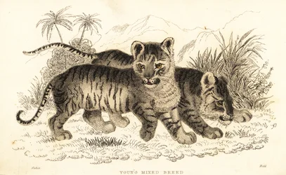 Hibrid oroszlán és tigris kölykök. ,1834 (metszet)