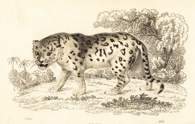 Jaguar, Panthera onca., 1834 (metszet)