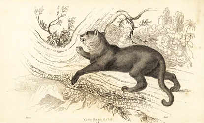 Jaguarandi, a puma tisztelete, 1834 (Ngaraving)