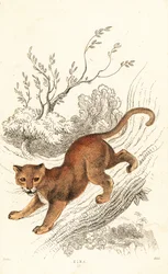 Jaguarandi, a puma tisztelete, 1834 (Ngaraving)