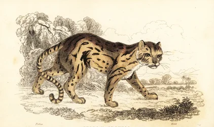 Margay – tudta meg Leopard. ,1834 (metszet)