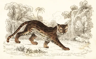 Margay, Leopardus wiedii catenata. , 1834 (metszet)