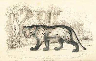 Pampa macska vagy pantanal, Leopardus colocola. ,1834 (metszet)