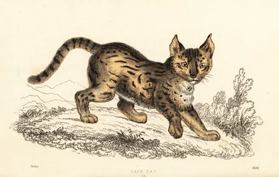 Serval, Leptailurus serval.,1834 (metszet)