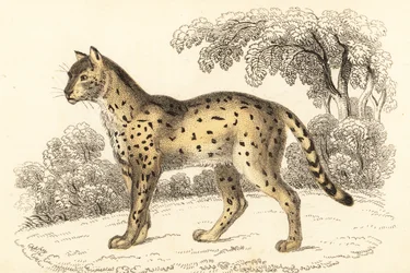 Serval, Leptailurus serval.,1834 (metszet)