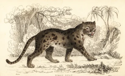 Szunda leopárdmacska, Prionailurus bengalensis subsp. sumatranus. ,1834 (metszet)