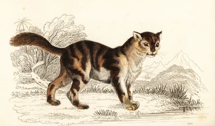 Vad teknősbéka macska Dél-Amerikából, Felis catus. ,1834 (metszet)