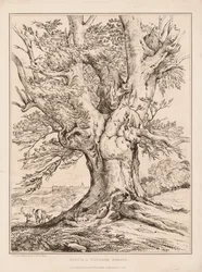 Bükk a Windsori erdőben, 1805.