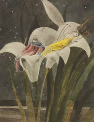 Oberon és Titánia egy liliomfán, 1795 körül (ceruza, toll, tinta, akvarell, papír)