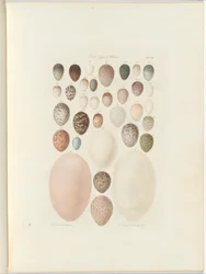 Madarak tojásai Victoria.a kiadatlan fólió Australia Terra Cognita William Blandowskitól. 1855-56