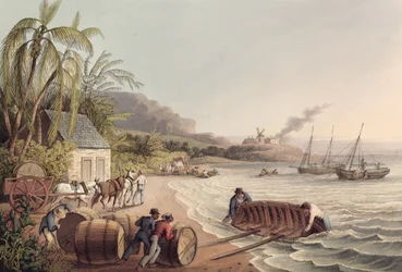 Hordó rum és cukor betöltése, Antigua