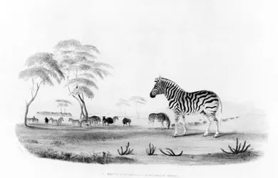 Equus burchelli, vagy Burchell zebrája a „Dél-Afrika vadportréi és vadállatai” című művéből, Frank Howard metszetében, 1840