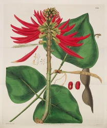 Botanikai folyóirat, 1787-1833.