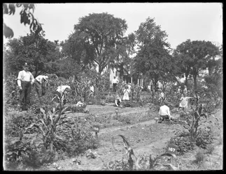 Az Isham Park iskolakertjében dolgozó gyerekek, New York City, 1915. augusztus 16