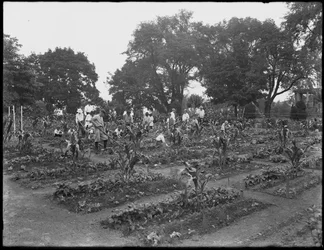 Gyerekek dolgoznak az Isham Park iskolakertjében, New York, 1914. augusztus 5.